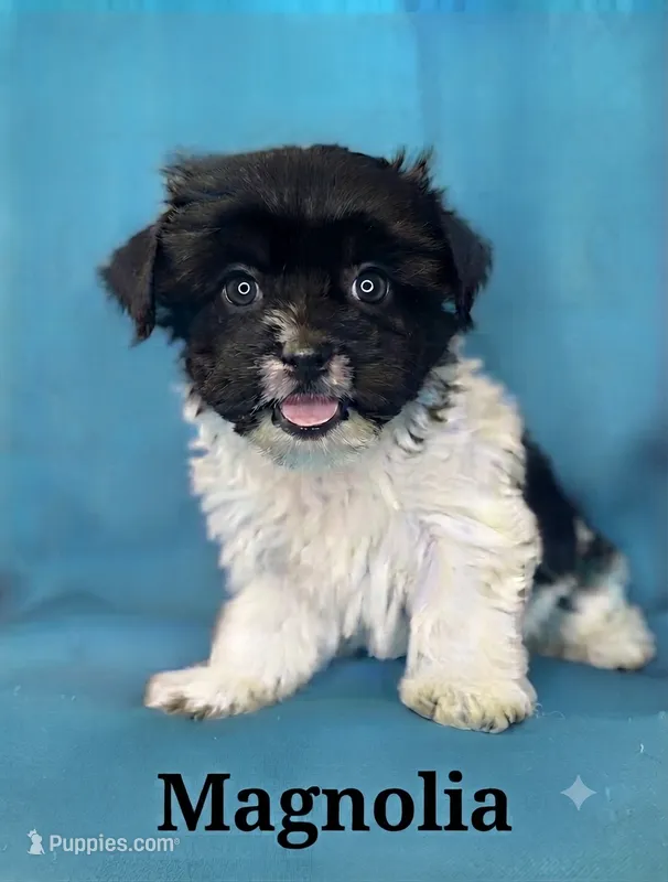 Magnolia – Biewer puppy for sale in Raleigh, NC