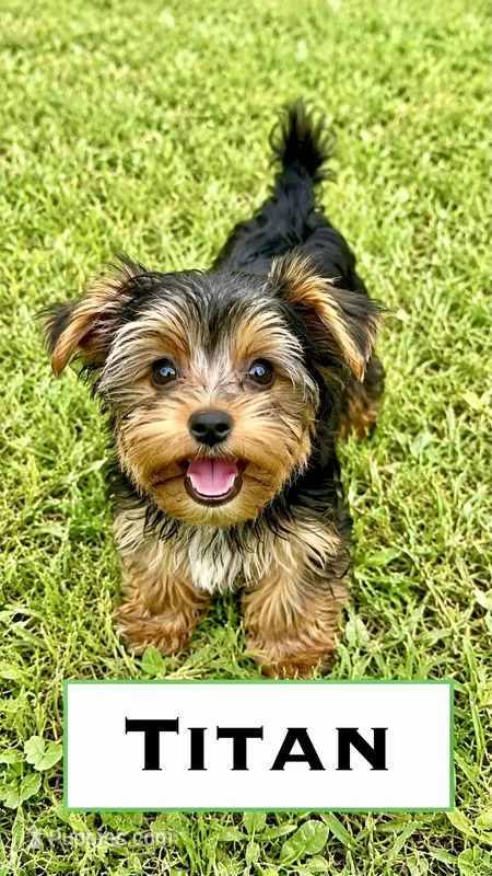 Titan – Biewer puppy for sale in Raleigh, NC