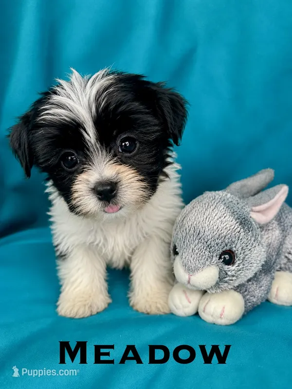Meadow – Biewer puppy for sale in Raleigh, NC