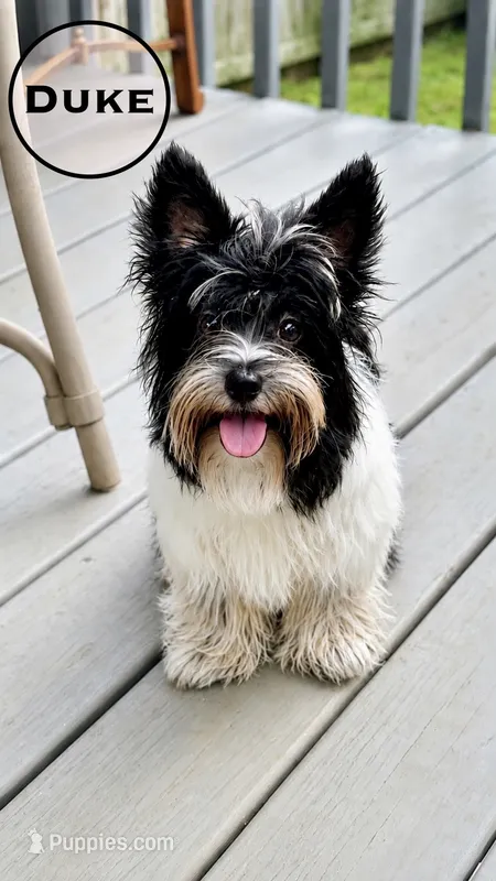 Duke – Biewer puppy for sale in Raleigh, NC