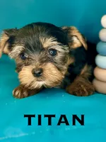 Titan, a male Biewer for sale in Raleigh, NC – 1 of 1