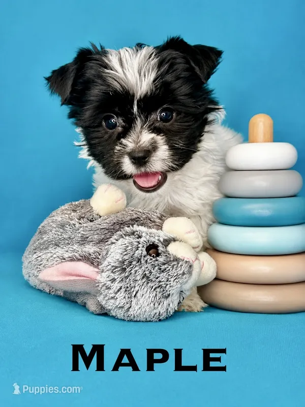 Maple – Biewer puppy for sale in Raleigh, NC