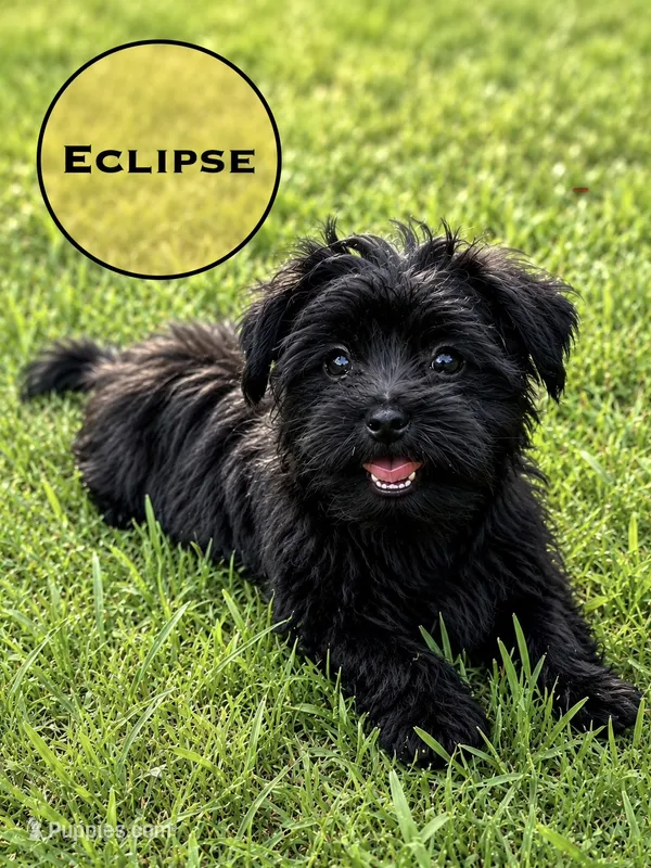 Eclipse  – Biewer puppy for sale in Raleigh, NC