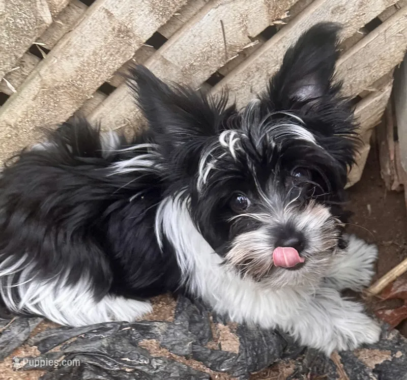 Duke – Biewer puppy for sale in Raleigh, NC