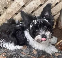 Duke, a male Biewer for sale in Raleigh, NC – 1 of 5