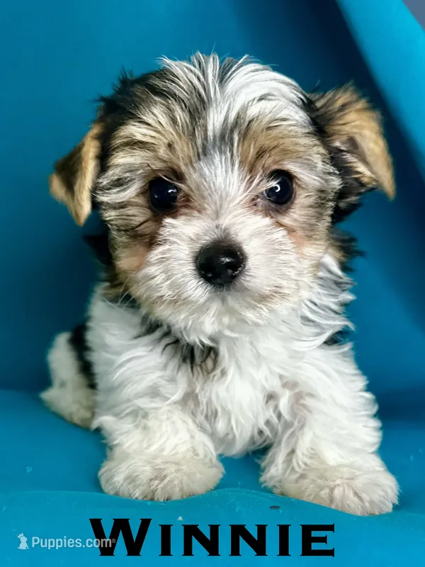 Winnie – Biewer puppy for sale in Raleigh, NC