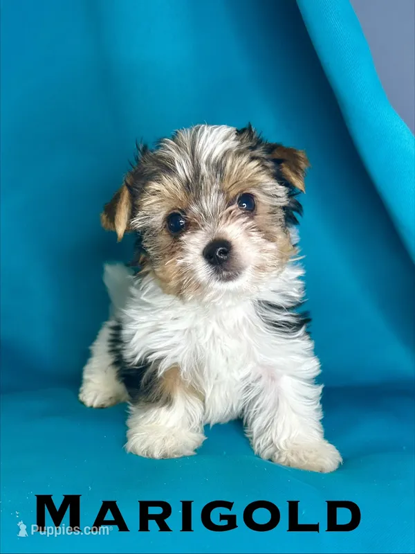 Marigold – Biewer puppy for sale in Raleigh, NC