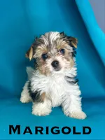 Marigold, a female Biewer for sale in Raleigh, NC – 1 of 1