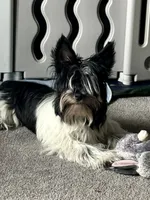 Duke, a male Biewer for sale in Raleigh, NC – 2 of 5