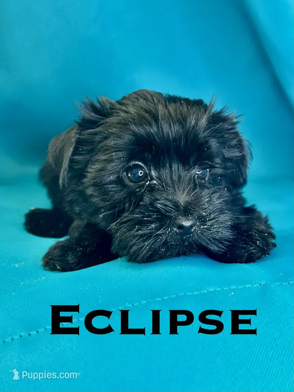 Eclipse  – Biewer puppy for sale in Raleigh, NC