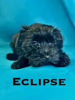 Eclipse , a male Biewer for sale in Raleigh, NC – 1 of 1