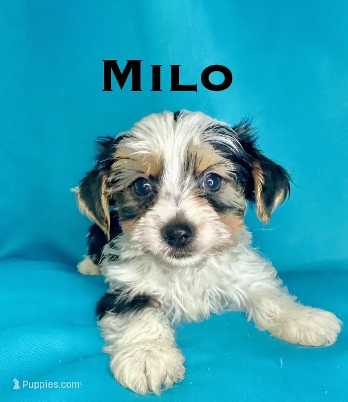 Milo – Biewer puppy for sale in Raleigh, NC