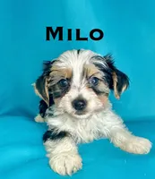 Milo, a male Biewer for sale in Raleigh, NC – 1 of 1