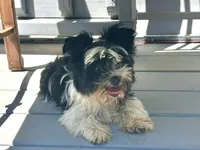 Duke, a male Biewer for sale in Raleigh, NC – 3 of 5