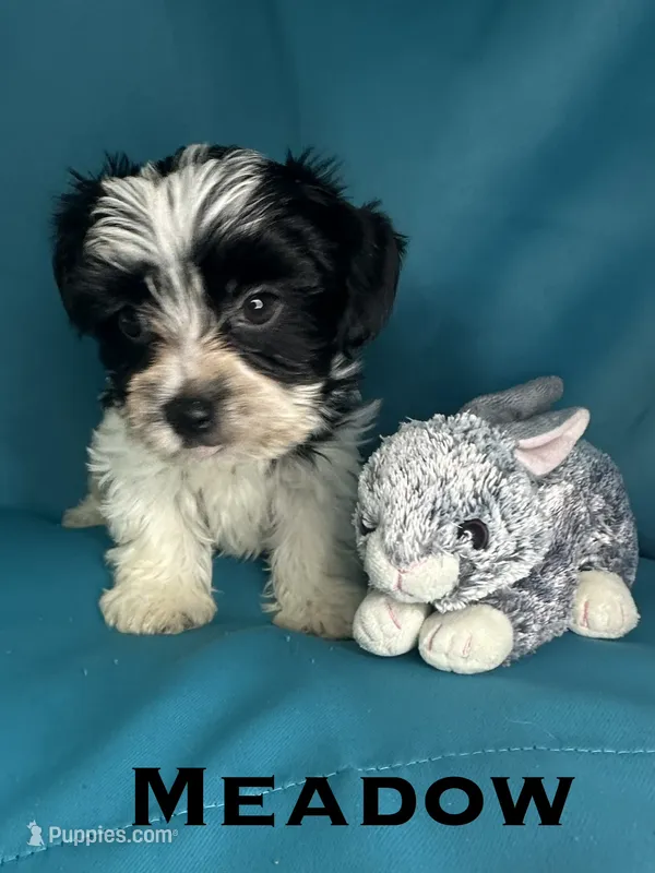 Meadow – Biewer puppy for sale in Raleigh, NC