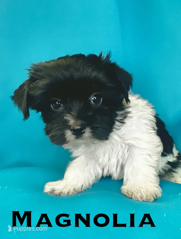 Magnolia – Biewer puppy for sale in Raleigh, NC