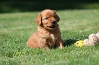 Frankie, a male Golden Retriever for sale in Dundee, OH – 3 of 8
