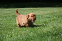 Finn, a male Golden Retriever for sale in Dundee, OH – 3 of 5