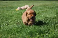 Finn, a male Golden Retriever for sale in Dundee, OH – 4 of 5