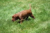 Ricky, a male Irish Setter for sale in Dundee, OH – 2 of 6