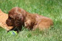 Romeo, a male Irish Setter for sale in Dundee, OH – 2 of 5