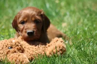 Ivy, a female Irish Setter for sale in Dundee, OH – 2 of 5