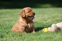 Frankie, a male Golden Retriever for sale in Dundee, OH – 5 of 8