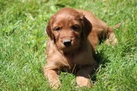 Ivy, a female Irish Setter for sale in Dundee, OH – 5 of 5