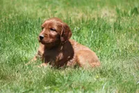 Ivy, a female Irish Setter for sale in Dundee, OH – 3 of 5