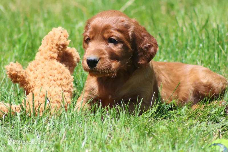 Ricky – Irish Setter puppy for sale in Dundee, OH