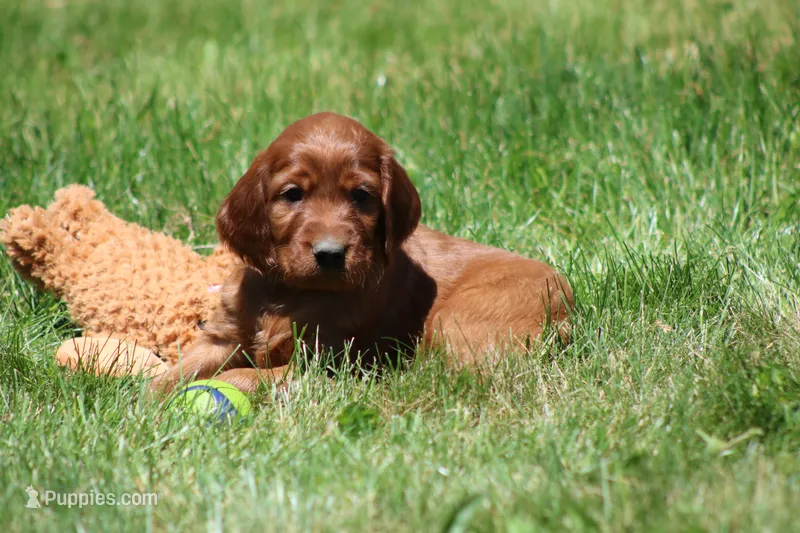 Romeo – Irish Setter puppy for sale in Dundee, OH