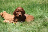 Romeo, a male Irish Setter for sale in Dundee, OH – 1 of 5
