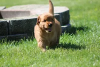 Finn, a male Golden Retriever for sale in Dundee, OH – 2 of 5