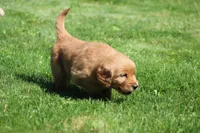 Marley, a male Golden Retriever for sale in Dundee, OH – 3 of 5