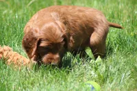 Theo, a male Irish Setter for sale in Dundee, OH – 4 of 6
