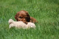Milo, a male Irish Setter for sale in Dundee, OH – 2 of 7