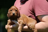 Romeo, a male Irish Setter for sale in Dundee, OH – 5 of 5