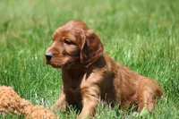 Theo, a male Irish Setter for sale in Dundee, OH – 3 of 6