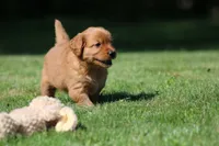 Frankie, a male Golden Retriever for sale in Dundee, OH – 6 of 8