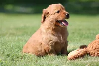 Georgie, a female Golden Retriever for sale in Dundee, OH – 4 of 4