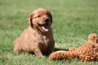 Riley, a male Golden Retriever for sale in Dundee, OH – 5 of 6