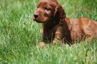 Ricky, a male Irish Setter for sale in Dundee, OH – 6 of 6
