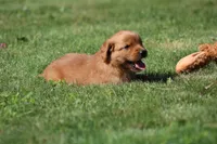 Riley, a male Golden Retriever for sale in Dundee, OH – 6 of 6