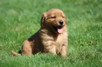 Marley, a male Golden Retriever for sale in Dundee, OH – 4 of 5