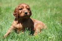 Milo, a male Irish Setter for sale in Dundee, OH – 6 of 7