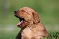 Riley, a male Golden Retriever for sale in Dundee, OH – 2 of 6