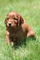 Sammy, a male Irish Setter for sale in Dundee, OH – 4 of 7