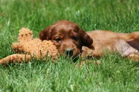 Ricky, a male Irish Setter for sale in Dundee, OH – 3 of 6