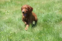 Theo, a male Irish Setter for sale in Dundee, OH – 2 of 6