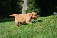 Frankie, a male Golden Retriever for sale in Dundee, OH – 4 of 8